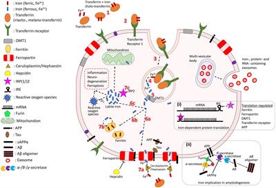 Iron and Alzheimer’s Disease: From Pathology to Imaging